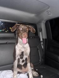 Lost Female Dog last seen Tom Hebert Rd, Lake Charles, LA 70607
