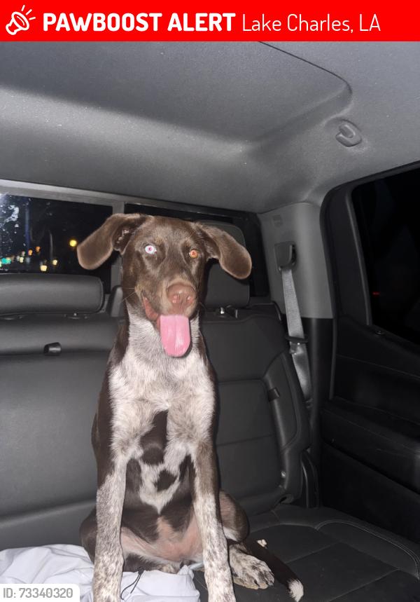 Lost Female Dog last seen Tom Hebert Rd, Lake Charles, LA 70607