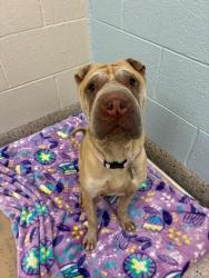 Shelter Stray Female Dog last seen TUMBLEWEED DR & MILLET CIR, 12155 Park Blvd, Brighton, CO 80601, USA