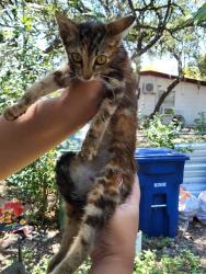 Shelter Stray Male Cat last seen Near BLOCK ELM VALLEY, 4710 TX-151, San Antonio, TX 78227, USA
