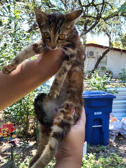 Shelter Stray Male Cat last seen Near BLOCK ELM VALLEY, 4710 TX-151, San Antonio, TX 78227, USA
