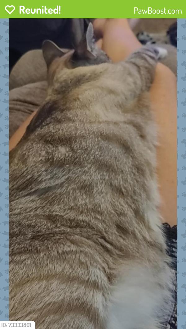 Reunited Male Cat last seen E. Manslick Rd., Louisville, KY 40229