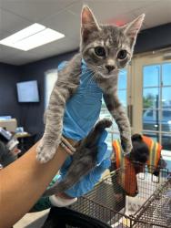 Shelter Stray Male Cat last seen , 4710 TX-151, San Antonio, TX 78227, USA