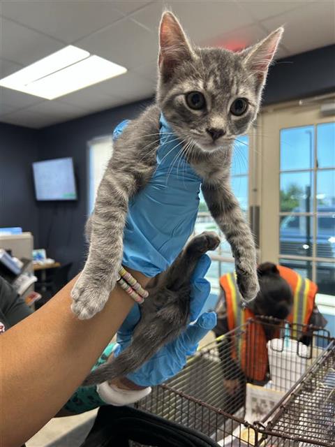 Shelter Stray Male Cat last seen , 4710 TX-151, San Antonio, TX 78227, USA