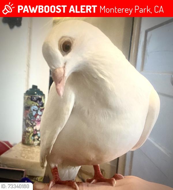 Lost Male Bird last seen Garvey Ave, Mabel Ave and Atlantic Ave, Los Angeles, CA 90033