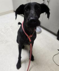 Shelter Stray Female Dog last seen BAUR BLVD, 10521 Baur Blvd, Olivette, MO 63132, USA