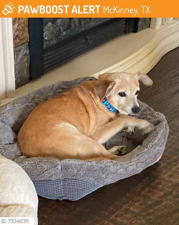 Found/Stray Male Dog last seen McKinney, McKinney, TX 75069