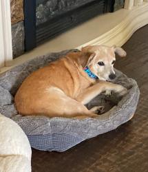 Found/Stray Male Dog last seen McKinney, McKinney, TX 75069