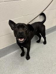 Shelter Stray Male Dog last seen Near, 2600 S Harding St, Indianapolis, IN 46221, USA