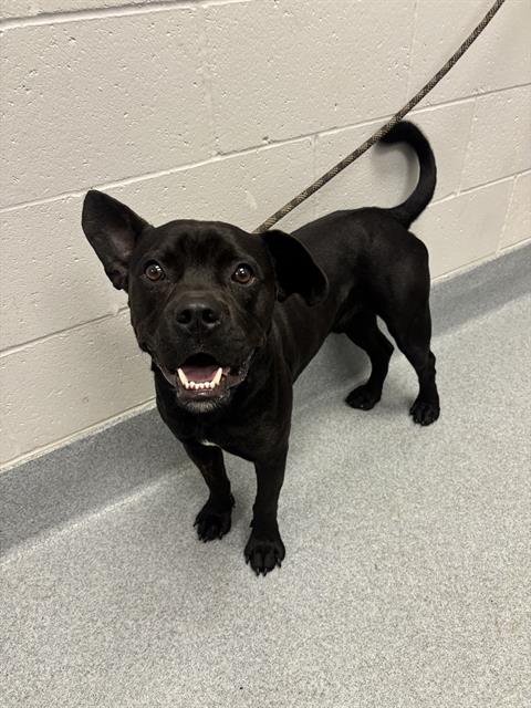Shelter Stray Male Dog last seen Near, 2600 S Harding St, Indianapolis, IN 46221, USA