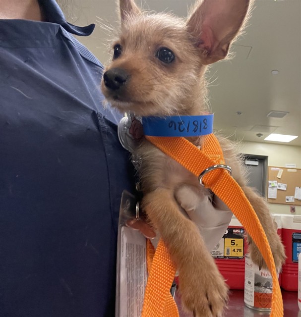 Shelter Stray Male Dog last seen Near BLOCK E OAKLAND AVE, HEMET CA 92544, 581 S Grand Ave, San Jacinto, CA 92582, USA