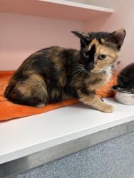 Shelter Stray Female Cat last seen Near, 2600 S Harding St, Indianapolis, IN 46221, USA