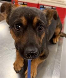 Shelter Stray Male Dog last seen Near BLOCK E 4TH ST, PERRIS CA 92570, 581 S Grand Ave, San Jacinto, CA 92582, USA