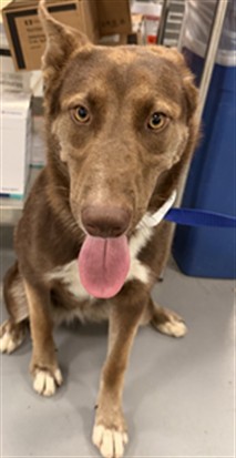Shelter Stray Female Dog last seen Near BLOCK G ST, PERRIS CA 92570, 581 S Grand Ave, San Jacinto, CA 92582, USA