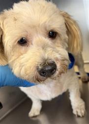 Shelter Stray Male Dog last seen DARTMOUTH ST /ERIN DR, HEMET CA 92544, 581 S Grand Ave, San Jacinto, CA 92582, USA