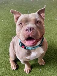 Shelter Stray Male Dog last seen Near BLOCK SR NE 13 AVE, 3599 NW 79th Ave, Doral, FL 33122, USA