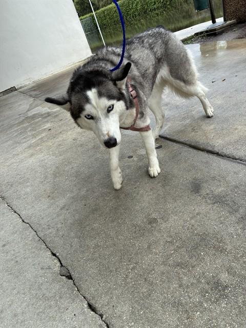 Shelter Stray Female Dog last seen Near BLOCK SW 121ST AVE, 3599 NW 79th Ave, Doral, FL 33122, USA