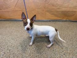 Shelter Stray Female Dog last seen Near BLOCK NW 79 AVE, 3599 NW 79th Ave, Doral, FL 33122, USA