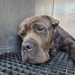 Shelter Stray Male Dog last seen , 3201 Lacy St, Los Angeles, CA 90031, USA