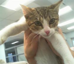 Shelter Stray Female Cat last seen CHARLOTTE, 8315 Byrum Dr, Charlotte, NC 28217, USA