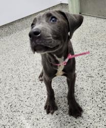 Shelter Stray Female Dog last seen Near BLOCK GRAYTON ST, DETROIT MI 48224, 7401 Chrysler Dr, Detroit, MI 48211, USA