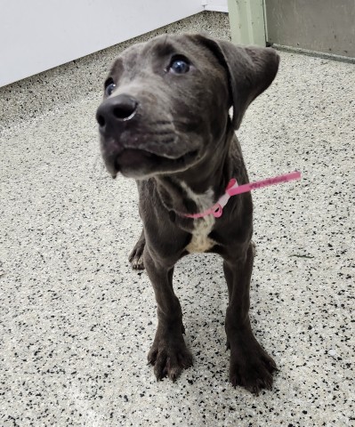 Shelter Stray Female Dog last seen Near BLOCK GRAYTON ST, DETROIT MI 48224, 7401 Chrysler Dr, Detroit, MI 48211, USA
