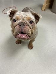 Shelter Stray Male Dog last seen Near CABALLO DR, RENO NV 89502, 2825 Longley Ln Suite A, Reno, NV 89502, USA