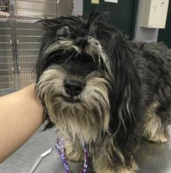 Shelter Stray Female Dog last seen Near BLOCK LE BLANC CT, INDIO, CA, 72050 Pet Land Pl, Thousand Palms, CA 92276, USA