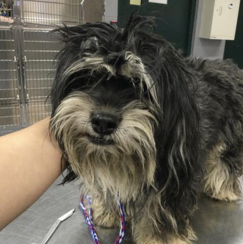 Shelter Stray Female Dog last seen Near BLOCK LE BLANC CT, INDIO, CA, 72050 Pet Land Pl, Thousand Palms, CA 92276, USA