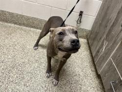 Shelter Stray Female Dog last seen Near BLOCK MEADOWBROOK PKWY, COLORADO SPRINGS CO 80915, 610 Abbot Ln, Colorado Springs, CO 80905, USA