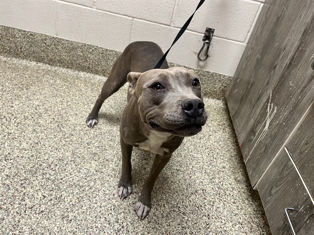 Shelter Stray Female Dog last seen Near BLOCK MEADOWBROOK PKWY, COLORADO SPRINGS CO 80915, 610 Abbot Ln, Colorado Springs, CO 80905, USA