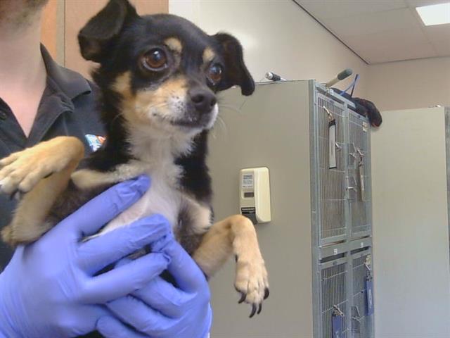 Shelter Stray Female Dog last seen BRADSHAW RD/GOETHE RD, SACRAMENTO CA 95827, 3839 Bradshaw Rd, Sacramento, CA 95827, USA