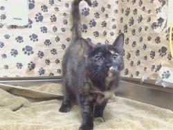 Shelter Stray Female Cat last seen 48TH AVE/MARTIN LUTHER KING JR BLVD, SACRAMENTO CA 95823, 3839 Bradshaw Rd, Sacramento, CA 95827, USA