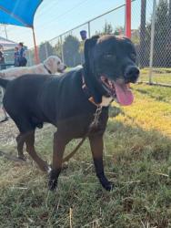 Shelter Stray Male Dog last seen Near BLOCK W HILL STREET, 3528 Newburg Rd, Louisville, KY 40218, USA