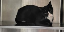 Shelter Stray Female Cat last seen , 14409 Vanowen St, Van Nuys, CA 91405, USA