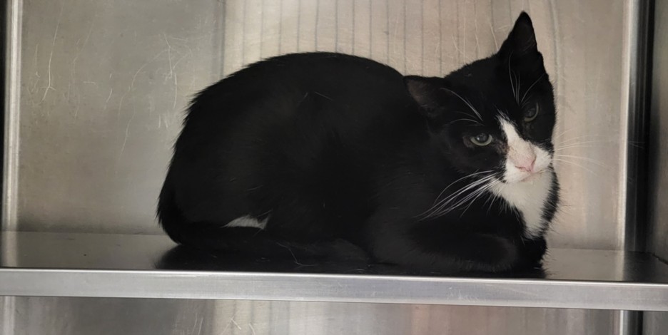 Shelter Stray Female Cat last seen , 14409 Vanowen St, Van Nuys, CA 91405, USA