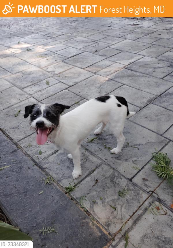 Found/Stray Unknown Dog last seen Black hawk rd forest heights, Forest Heights, MD 20745
