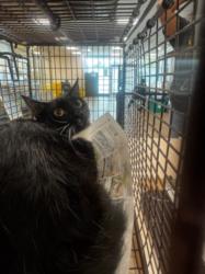 Shelter Stray Female Cat last seen , 14409 Vanowen St, Van Nuys, CA 91405, USA