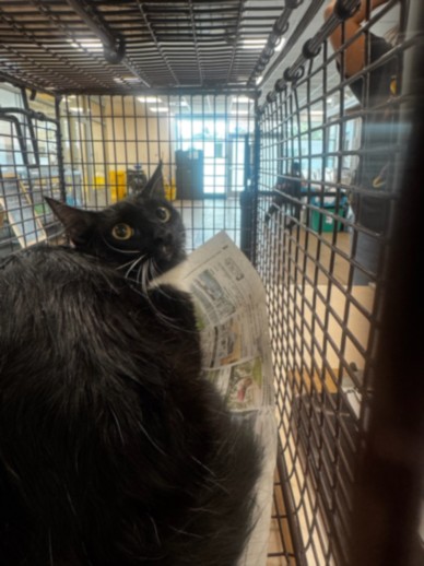 Shelter Stray Female Cat last seen , 14409 Vanowen St, Van Nuys, CA 91405, USA