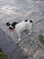 Found/Stray Unknown Dog last seen Black hawk rd forest heights, Forest Heights, MD 20745