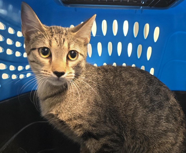 Shelter Stray Female Cat last seen Near BLOCK E MISSISSIPPI AVE, DENVER CO 80012, 2080 S Quebec St, Denver, CO 80231, USA