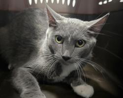 Shelter Stray Female Cat last seen Near BLOCK E MISSISSIPPI AVE, DENVER CO 80012, 2080 S Quebec St, Denver, CO 80231, USA