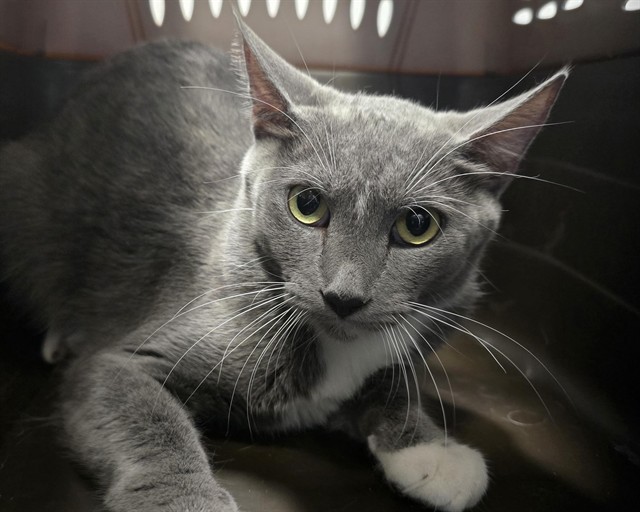 Shelter Stray Female Cat last seen Near BLOCK E MISSISSIPPI AVE, DENVER CO 80012, 2080 S Quebec St, Denver, CO 80231, USA