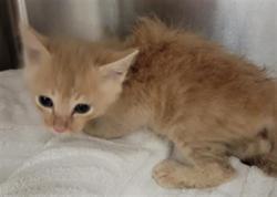 Shelter Stray Unknown Cat last seen , 14409 Vanowen St, Van Nuys, CA 91405, USA