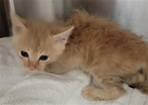 Shelter Stray Male Cat last seen , 14409 Vanowen St, Van Nuys, CA 91405, USA