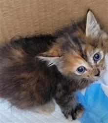 Shelter Stray Unknown Cat last seen , 14409 Vanowen St, Van Nuys, CA 91405, USA