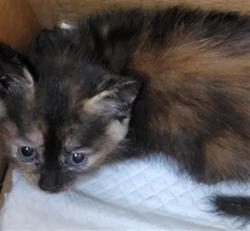Shelter Stray Unknown Cat last seen , 14409 Vanowen St, Van Nuys, CA 91405, USA