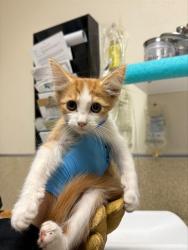 Shelter Stray Male Cat last seen Near BLOCK PHILBIN AVE, RIVERSIDE CA 92503, 6851 Van Buren Boulevard, Jurupa Valley, CA 92509, USA