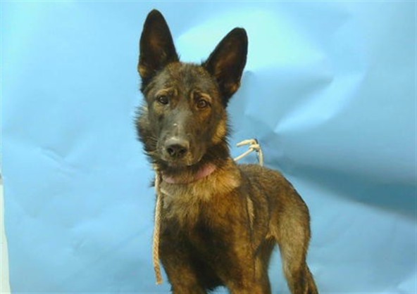 Shelter Stray Female Dog last seen , 216 W Victoria St, Gardena, CA 90248, USA