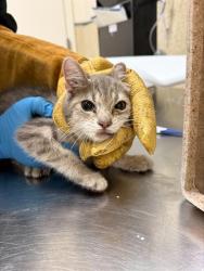 Shelter Stray Male Cat last seen Near BLOCK PHILBIN AVE, RIVERSIDE CA 92503, 6851 Van Buren Boulevard, Jurupa Valley, CA 92509, USA